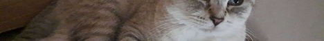 Layla SMP Minecraft server banner