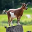 Zorvyn SMP Minecraft server icon