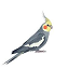 Cockatiel MC Minecraft server icon